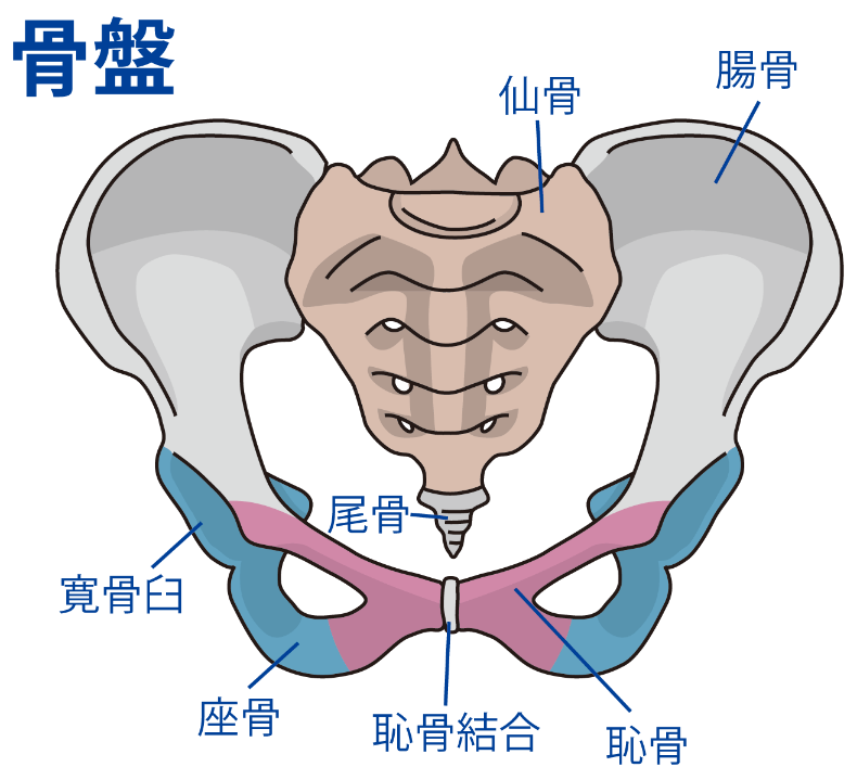 コンパクトで仙骨ほぐしに最適 コシレッチ のレビュー 腰痛ペディア